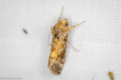 Argyrogramma verruca