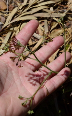 Codonorhiza micrantha