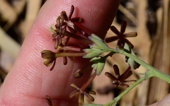 Codonorhiza micrantha