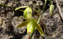 Albuca cooperi
