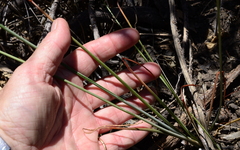 Albuca cooperi