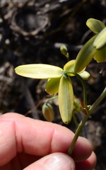 Albuca cooperi