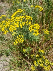 Oncosiphon suffruticosus