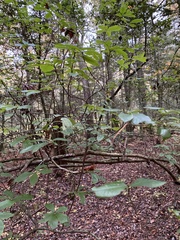 Rhododendron viscosum