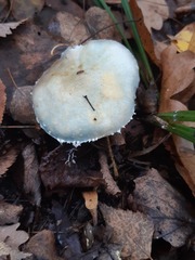 Stropharia aeruginosa