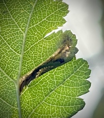 Phyllonorycter mespilella