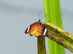 Acraea encedon encedon