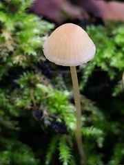 Mycena epipterygia