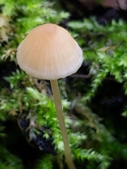 Mycena epipterygia