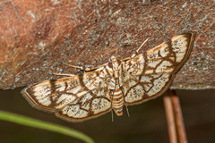 Syllepte straminalis