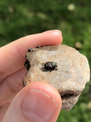 Onthophagus coenobita