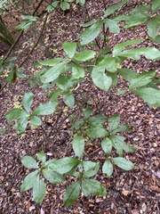 Rhododendron viscosum
