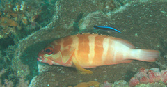 Epinephelus fasciatus