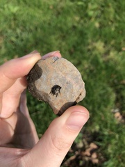 Onthophagus coenobita