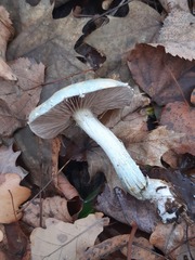 Stropharia aeruginosa