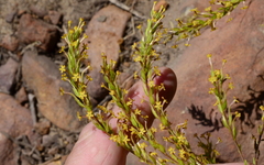 Microdon dubius