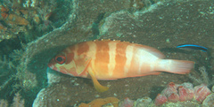 Epinephelus fasciatus