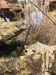 Merwilla plumbea
