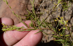 Microdon dubius