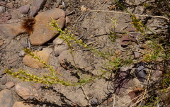 Microdon dubius