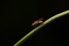 Sarcophagidae