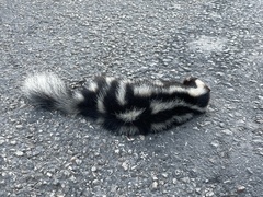 Spilogale angustifrons