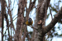 Phrygilus patagonicus