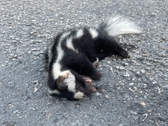 Spilogale angustifrons