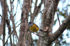 Phrygilus patagonicus