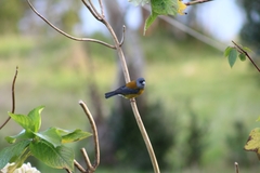 Phrygilus patagonicus