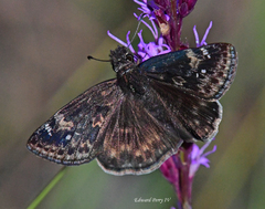 Erynnis zarucco