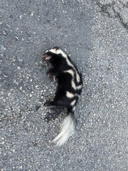 Spilogale angustifrons