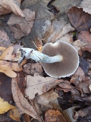 Stropharia aeruginosa