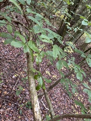 Rhododendron viscosum