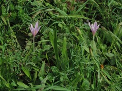 Colchicum longifolium