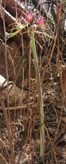 Hippeastrum cybister
