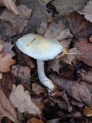 Stropharia aeruginosa