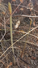 Hippeastrum cybister