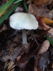 Stropharia aeruginosa