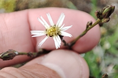 Symphyotrichum subulatum