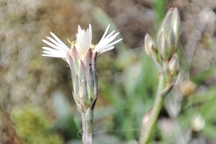 Symphyotrichum subulatum
