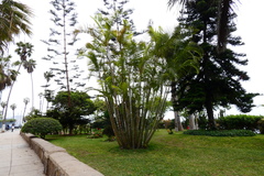 Dypsis lutescens