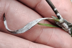 Symphyotrichum subulatum