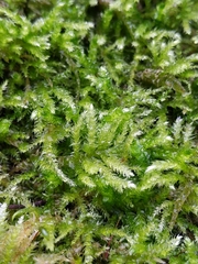 Eurhynchium angustirete