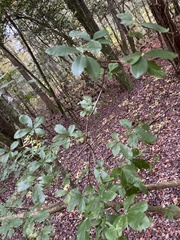 Rhododendron viscosum