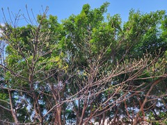Ficus caulocarpa