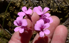 Pelargonium chelidonium