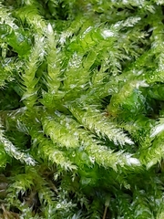 Eurhynchium angustirete