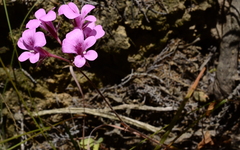 Pelargonium chelidonium