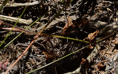 Pelargonium chelidonium